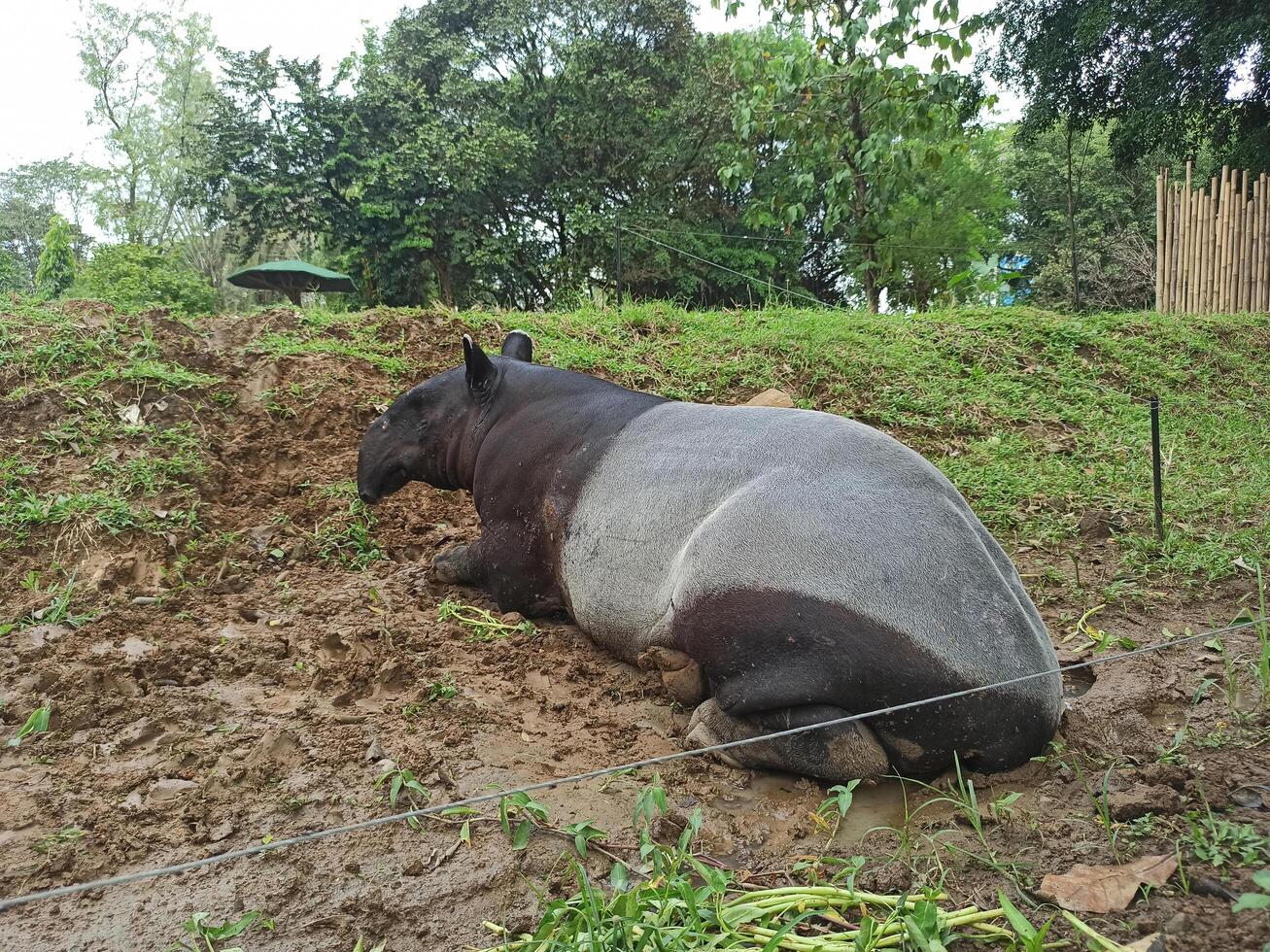 a malayan anta ou tapirus indicus, Além disso chamado a ásia anta, é a maior do a cinco espécies do anta e a só 1 nativo para Ásia. foto