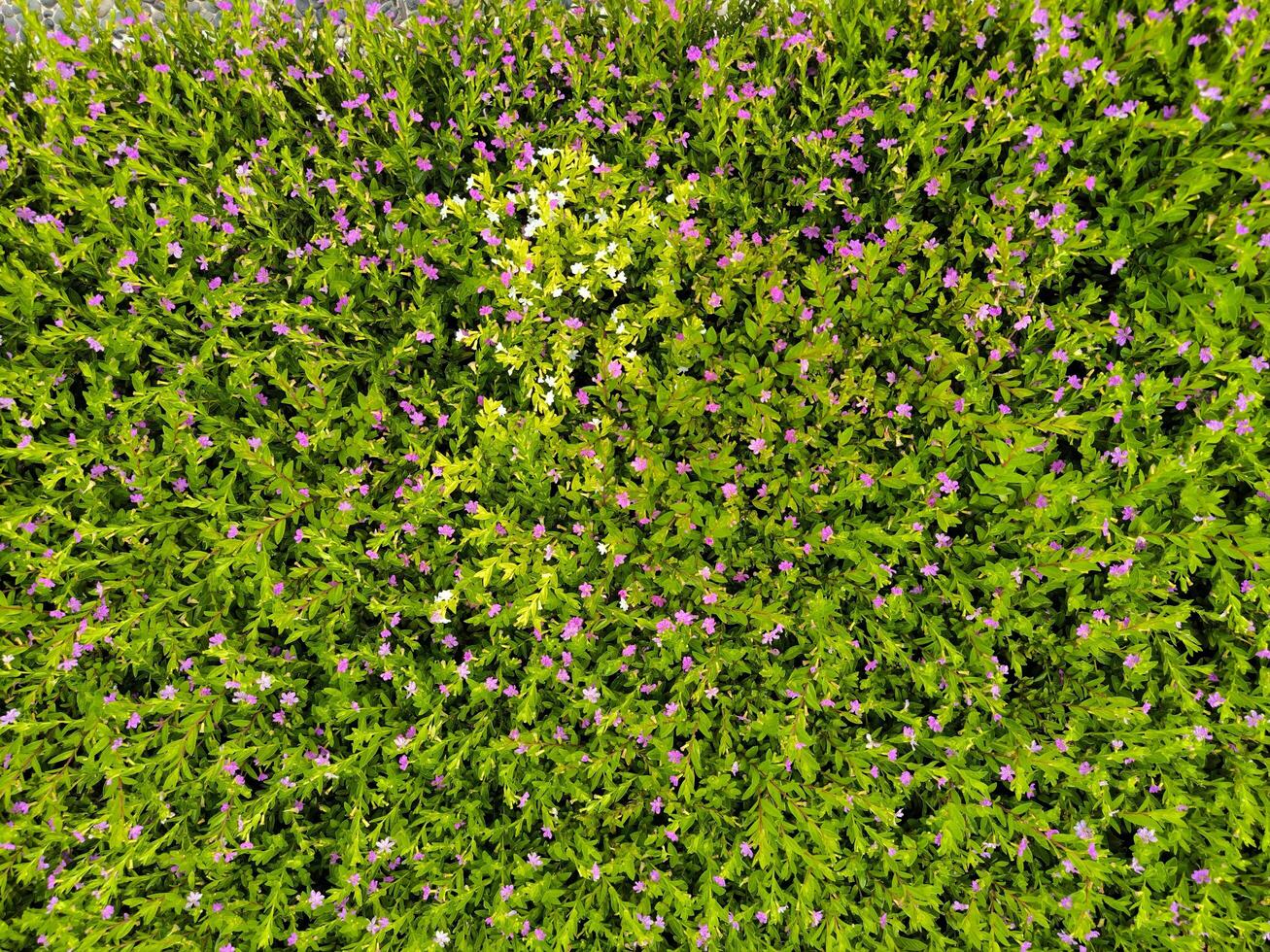 cuphea hissopifolia, a falso Mesclado, mexicano Mesclado, havaiano urze ou duende erva, é uma pequeno sempre-verde arbusto foto