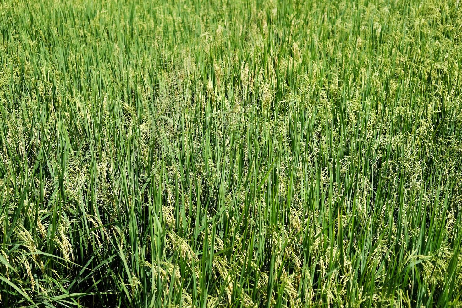 panorama recentemente plantado arroz arroz Campos dentro a campo do Tailândia foto