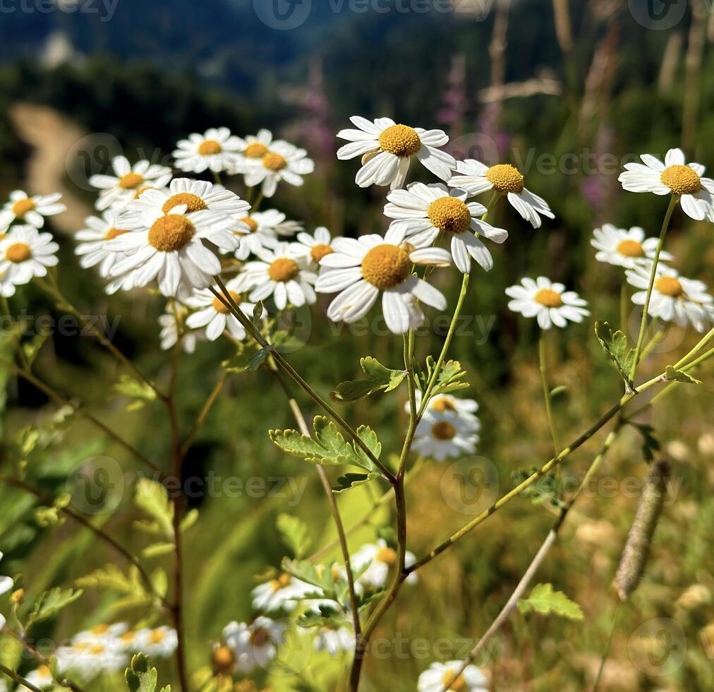 selvagem margaridas florescente em a declives do a Cáucaso montanhas debaixo azul céus, ideal para natureza e viagem conceitos. foto