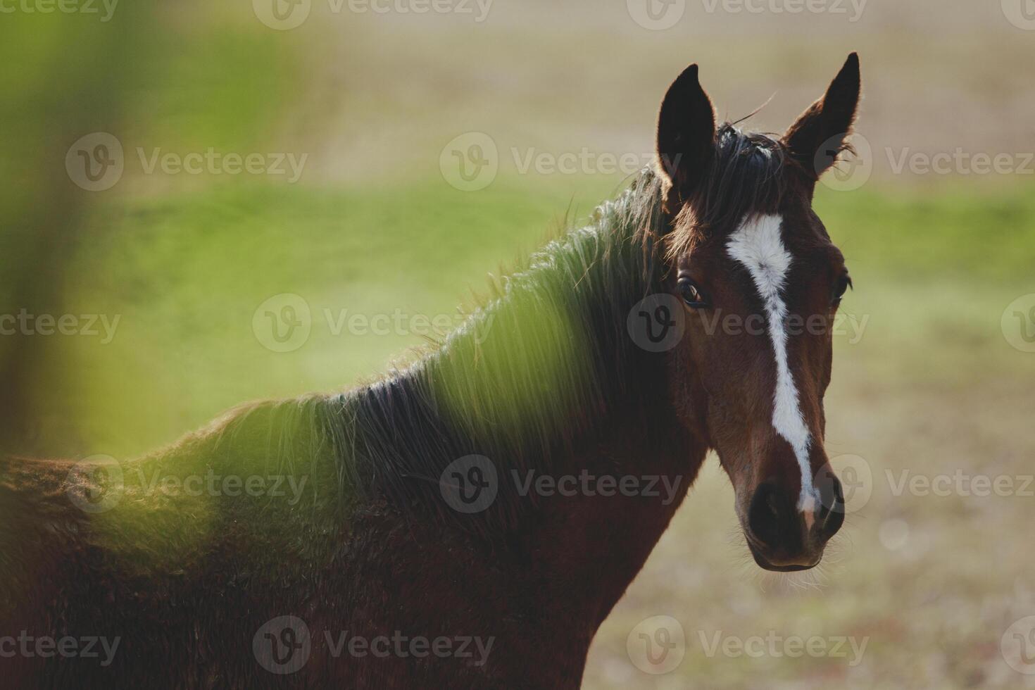 fechar acima cabeça do fêmea cavalo em pé ao ar livre foto