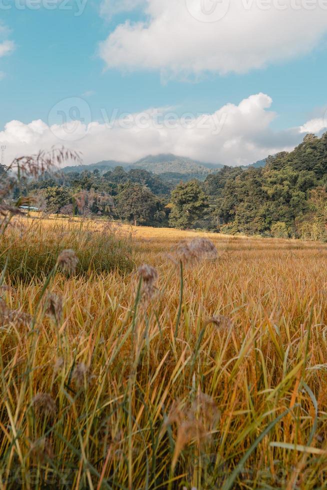 campos de arroz dourado pela manhã antes da colheita foto