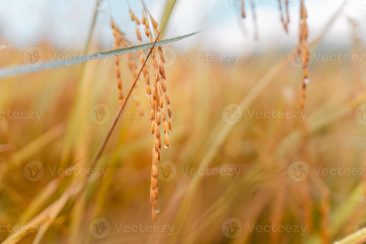 campos de arroz dourado pela manhã antes da colheita foto