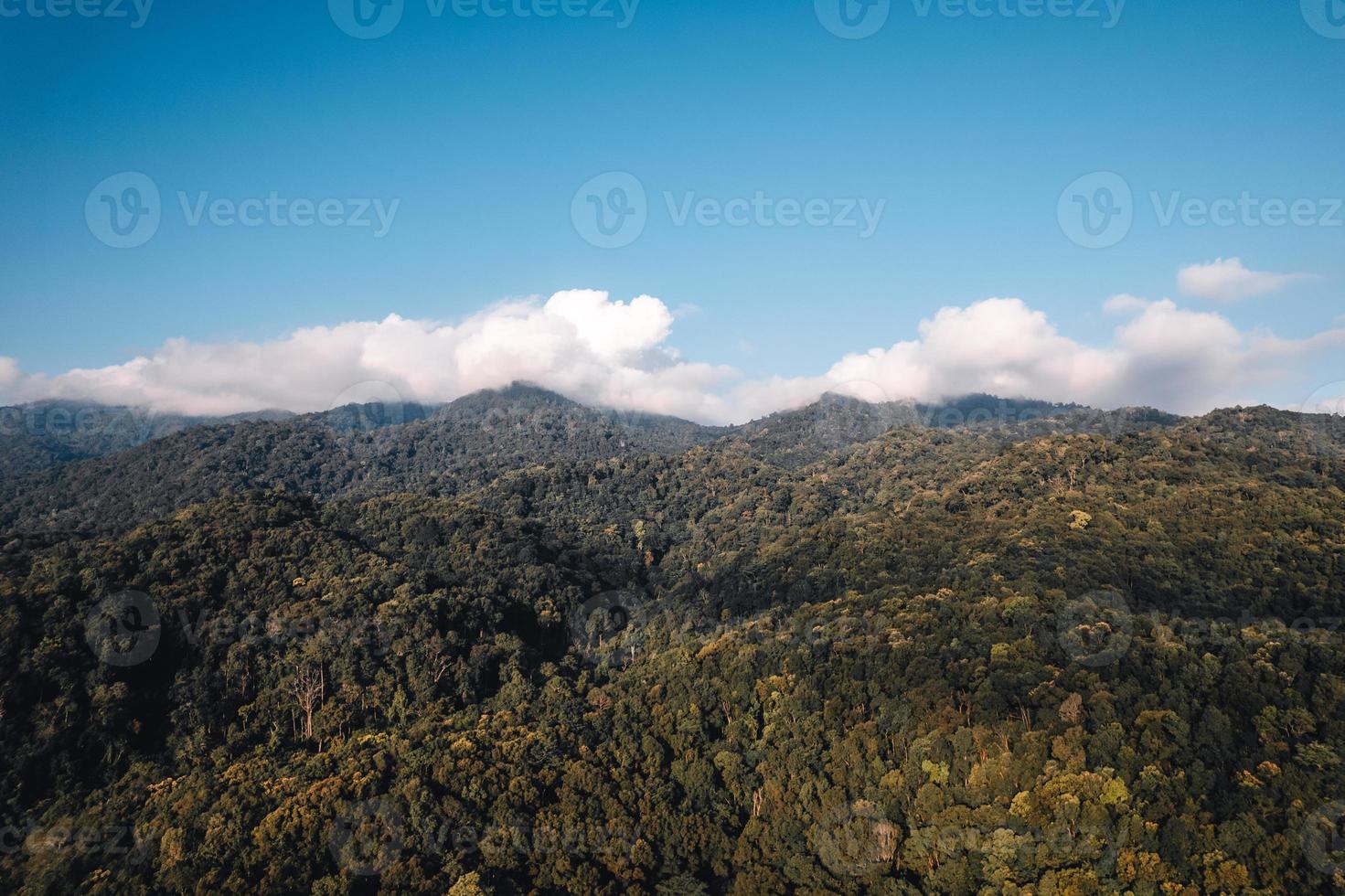 vista aérea do campo de arroz dourado pela manhã foto