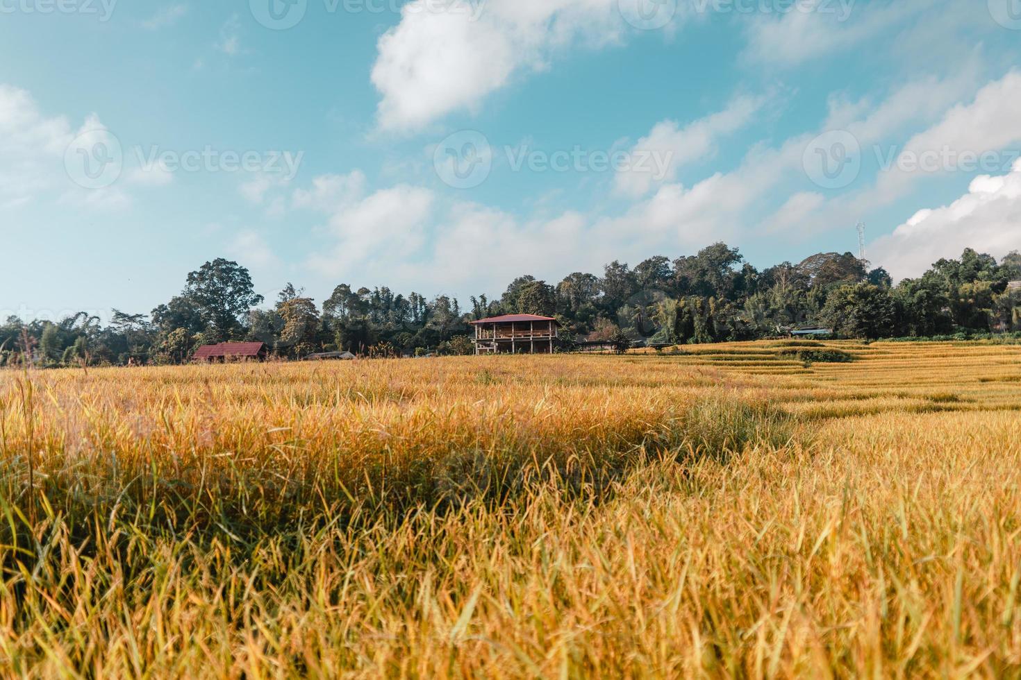 campos de arroz dourado pela manhã antes da colheita foto
