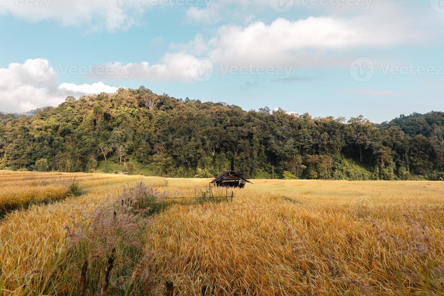 campos de arroz dourado pela manhã antes da colheita foto