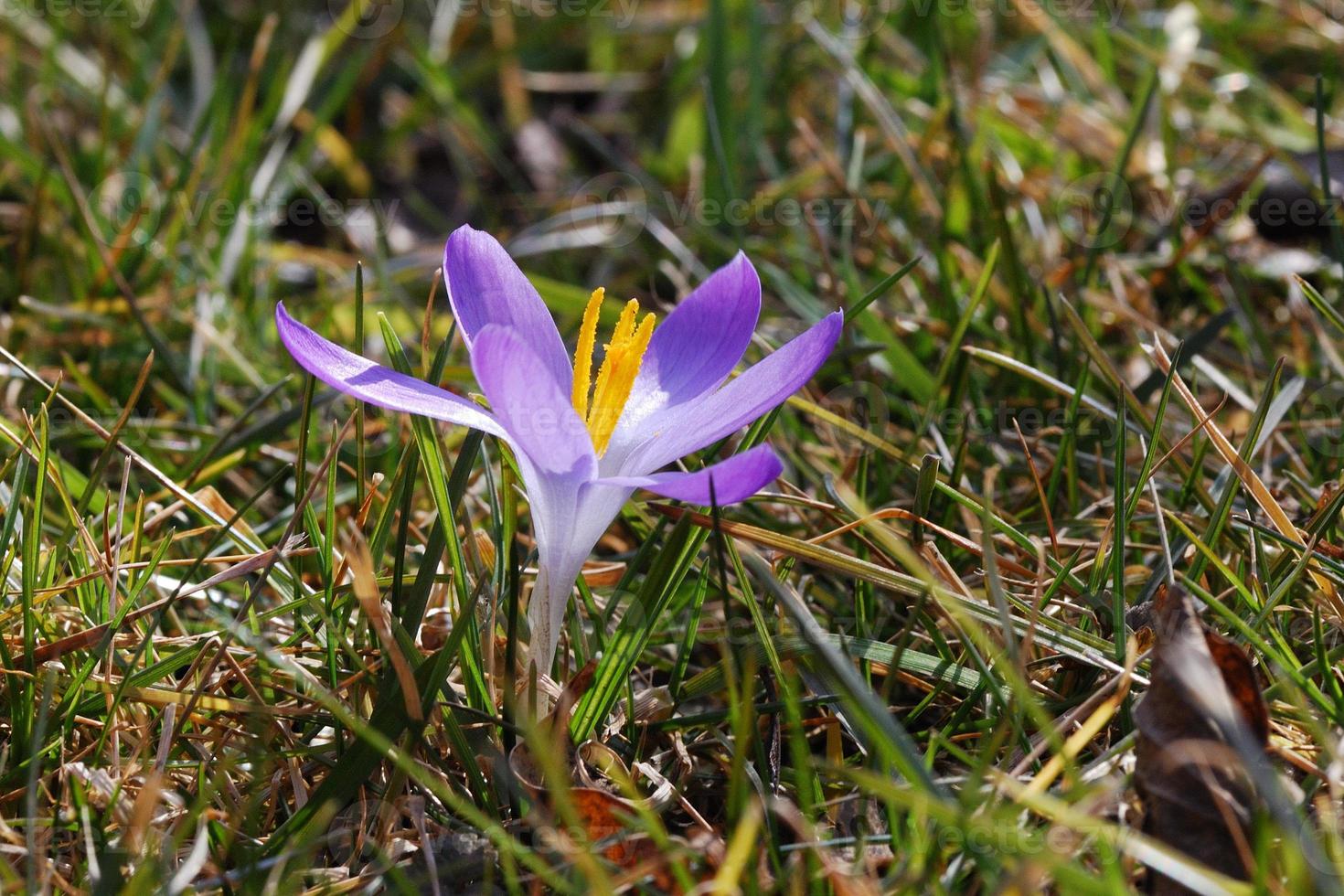 flor roxa da primavera foto