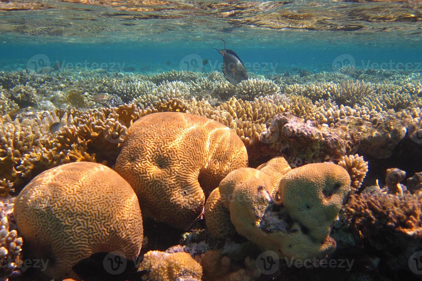 recife de coral colorido foto