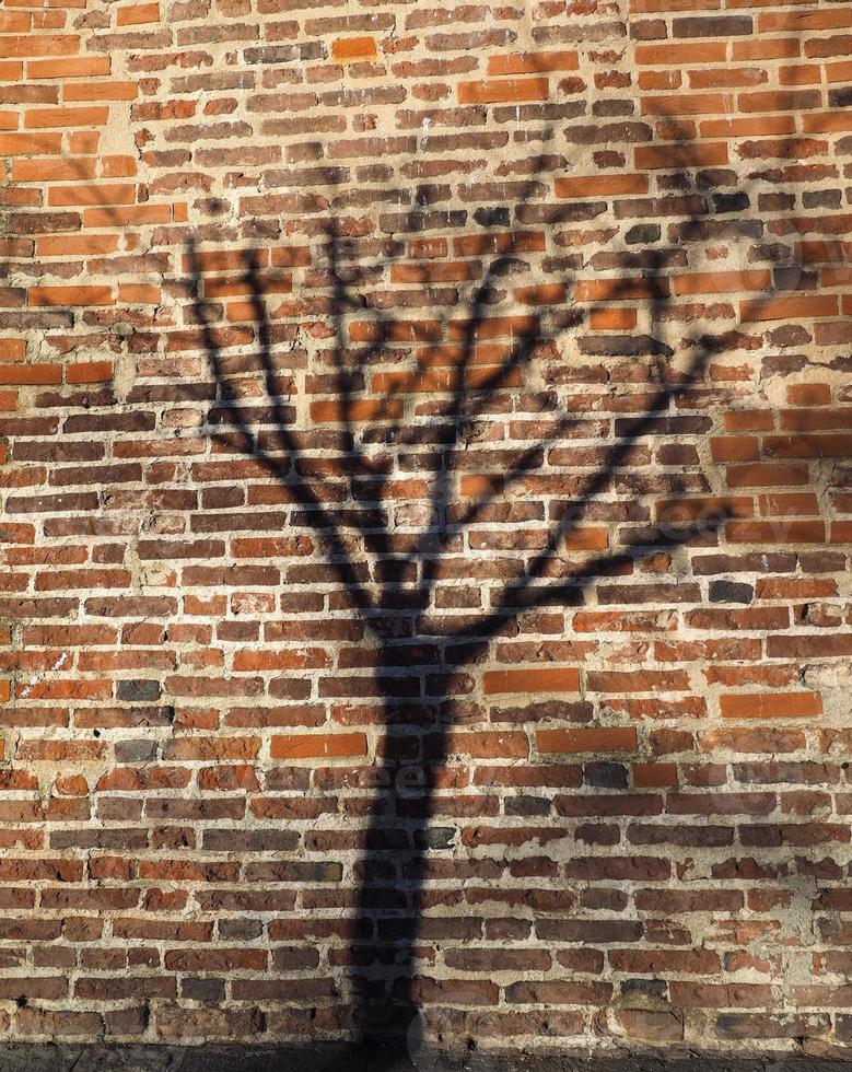sombra de árvore na parede de tijolo vermelho foto
