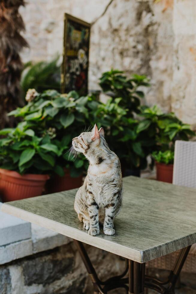 fofa malhado cinzento gato em uma pedras do budva velho cidade, Montenegro. foto