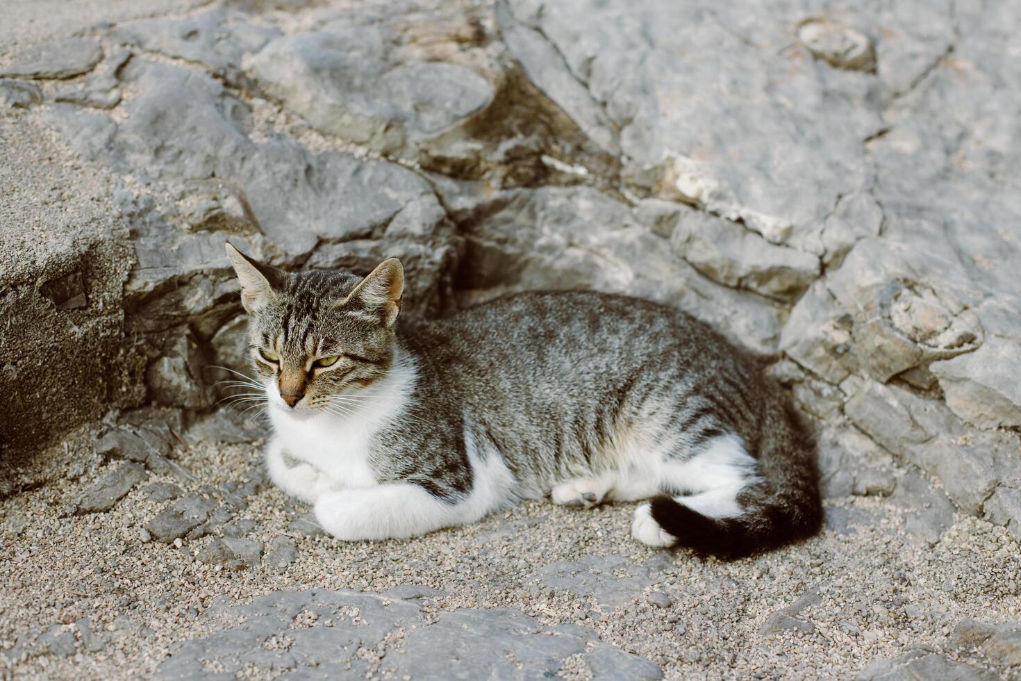 fofa malhado cinzento gato em uma pedras do budva velho cidade, Montenegro. foto