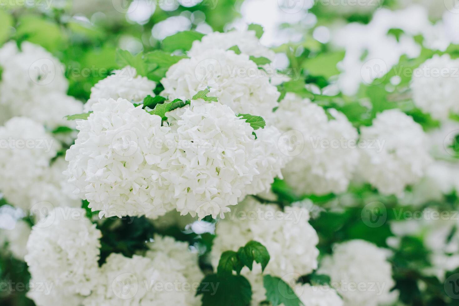 lindo ramo com branco flores do viburnum boule de Neige Roseum dentro uma Primavera jardim. foto