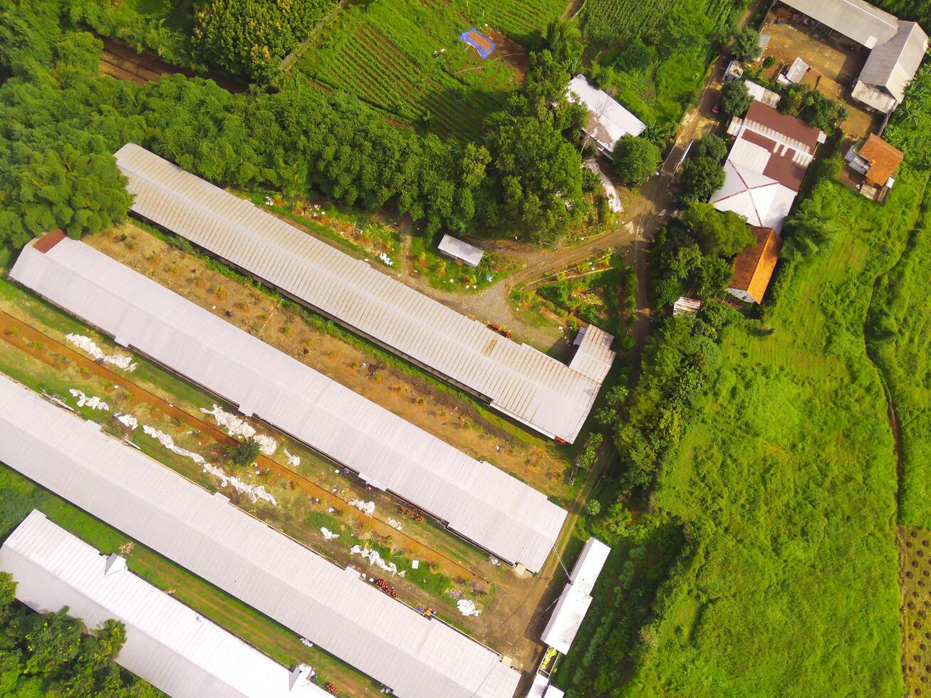 topo Visão do milho armazenamento e em processamento armazém. panorama Visão do a armazém dentro a meio do extensão do árvores e plantações. aéreo fotografia. Comida indústria. tiro a partir de uma vôo zangão foto