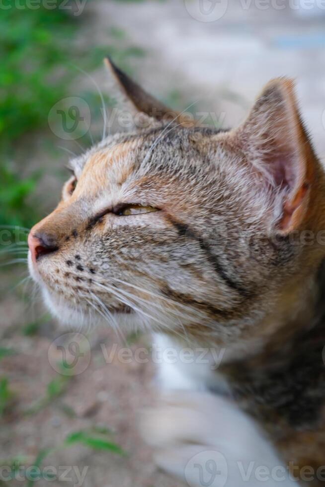 fechar-se tiro do sonolento listrado gato. uma listrado gato de quem olhos estão apertando os olhos Como E se Está com sono. animal fotografia. animal gato. seletivo foco. macrofotografia. tiro dentro macro lente foto