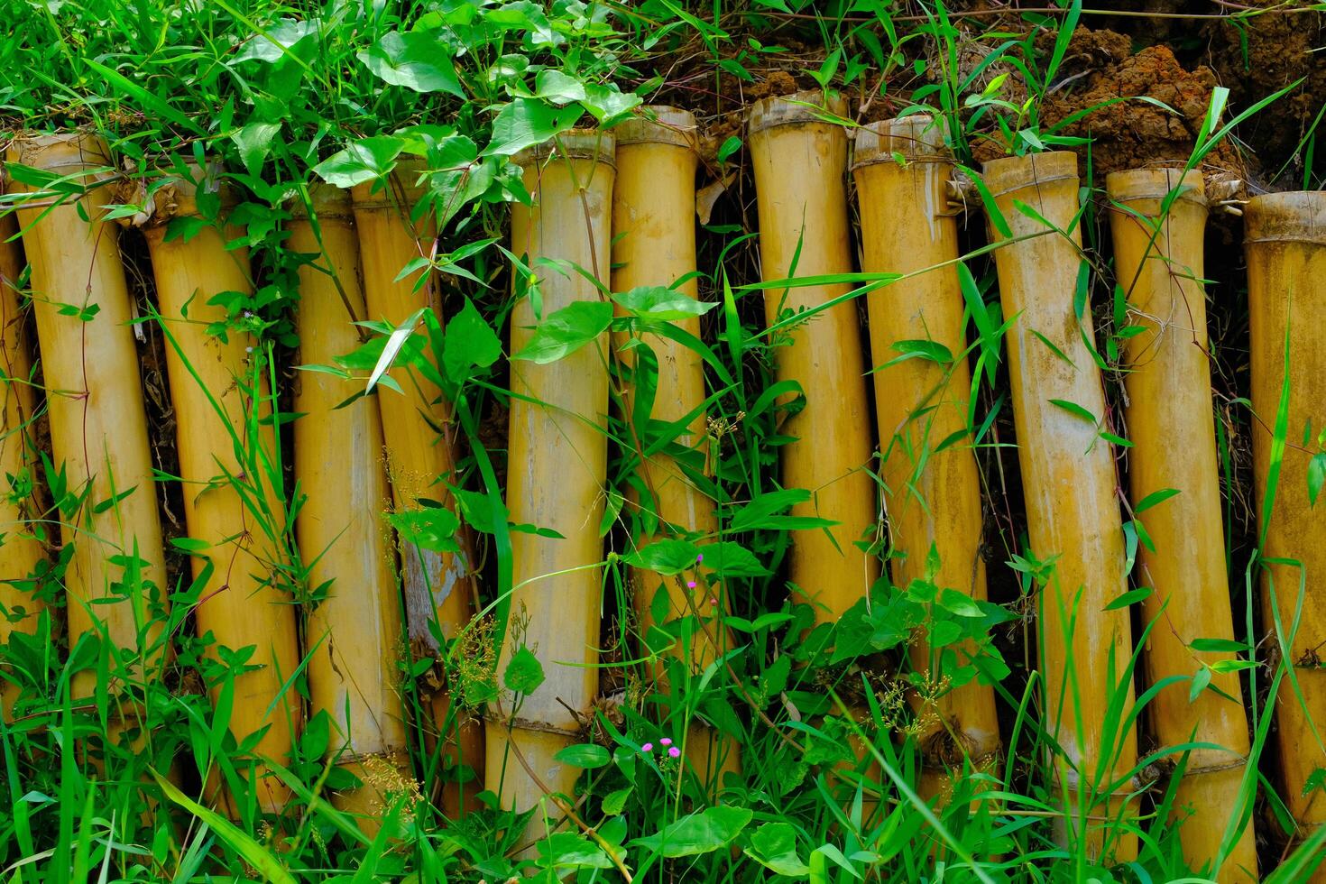 fundo fotografia. texturizado fundo. fechar acima do bambu Abandonar com videiras. de várias peças do bambu estão arranjado Como uma trincheira. tiro dentro macro lente. bandung, Indonésia foto