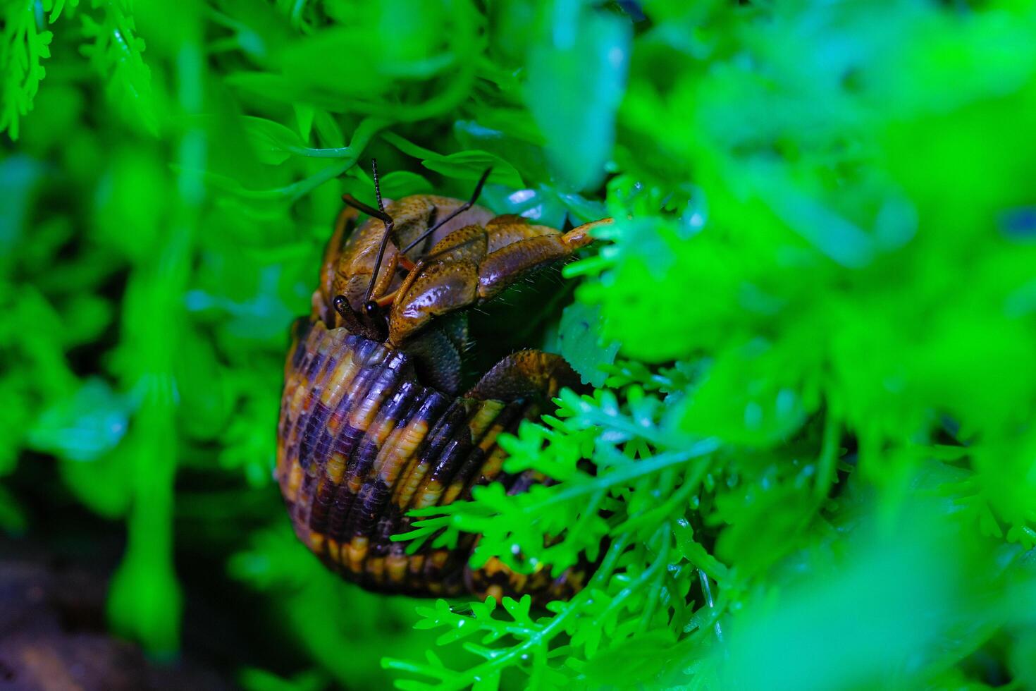 macro fotografia. animal fechar acima. macro tiro do a roxa terra eremita caranguejo ou cenobita brevimanus, tentando para escalar videiras. tiro dentro macro lente foto