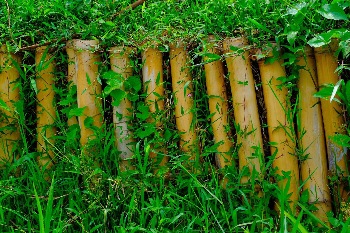 fundo fotografia. texturizado fundo. fechar acima do bambu Abandonar com videiras. de várias peças do bambu estão arranjado Como uma trincheira. tiro dentro macro lente. bandung, Indonésia foto