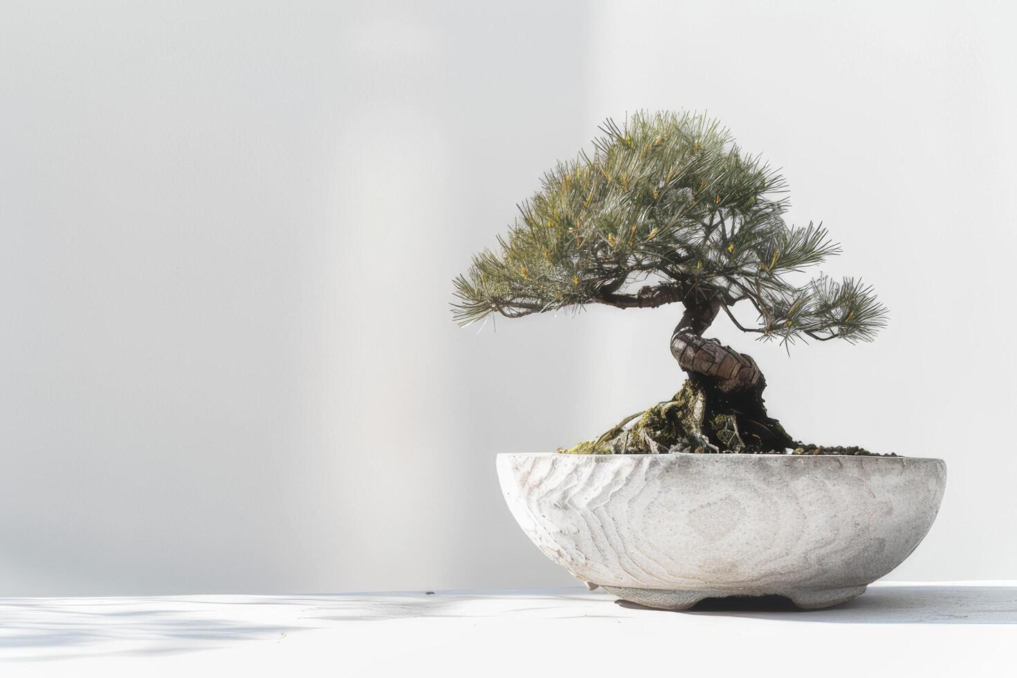 uma bonsai árvore plantado dentro uma organizado, minimalista Panela. foto
