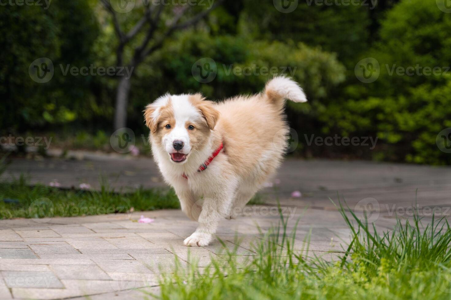 uma pequeno cachorro corrida em uma tijolo caminho foto