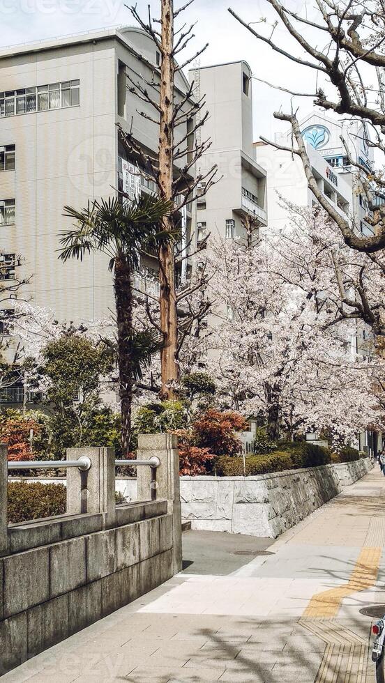 cereja flores dentro uma cidade dentro Japão foto