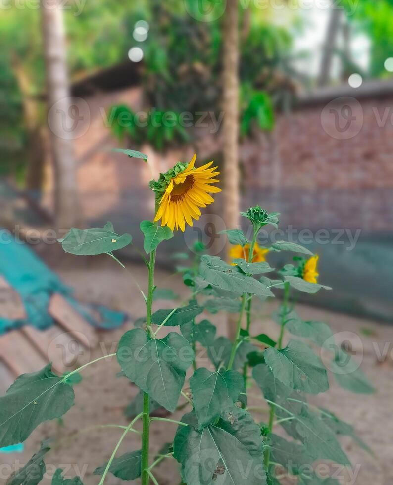 uma girassol crescendo dentro uma jardim foto