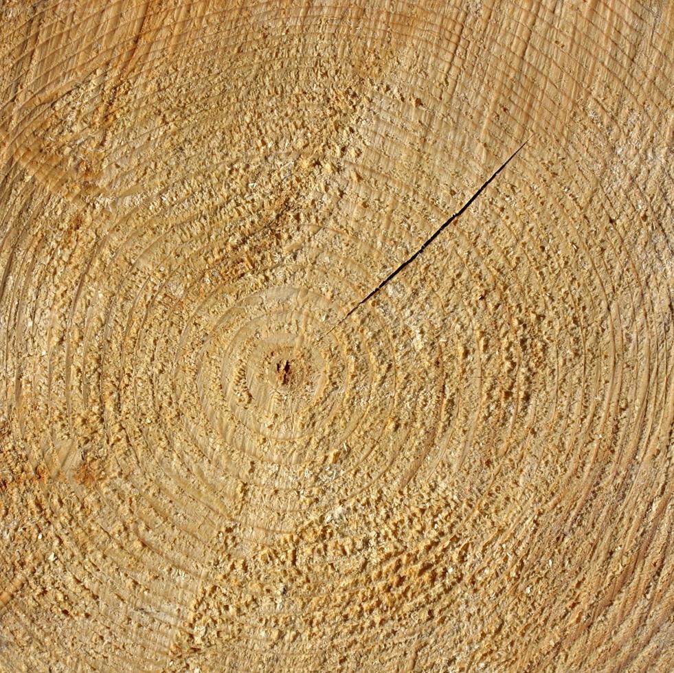 textura de anéis de madeira foto