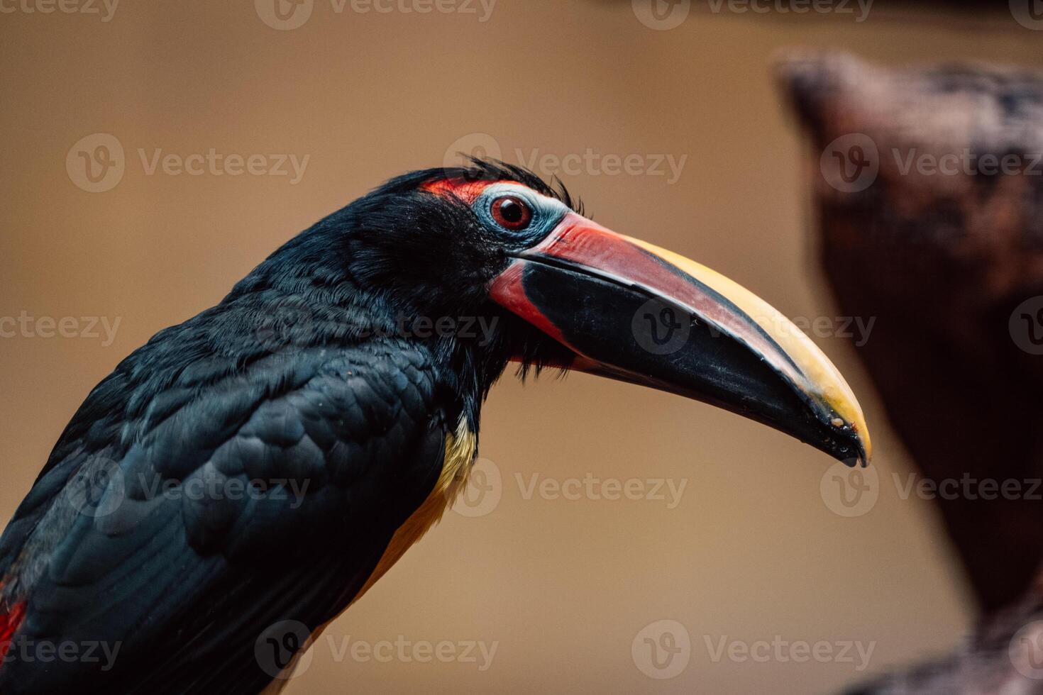 uma fechar-se do uma tucano, Está impressionante bico uma respingo do cor dentro a tropical meio foto