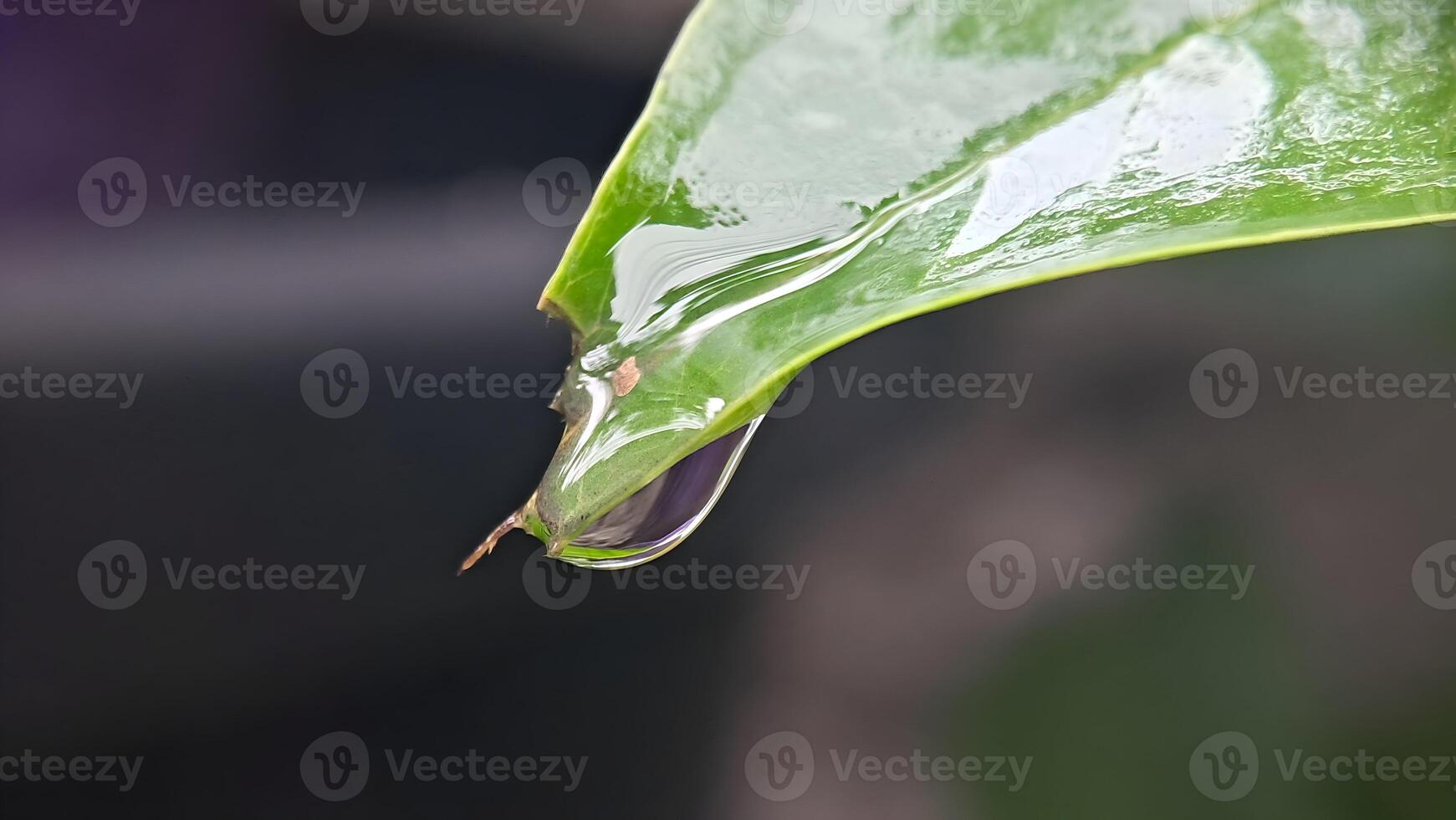 água gotas em a tops do a folhas foto