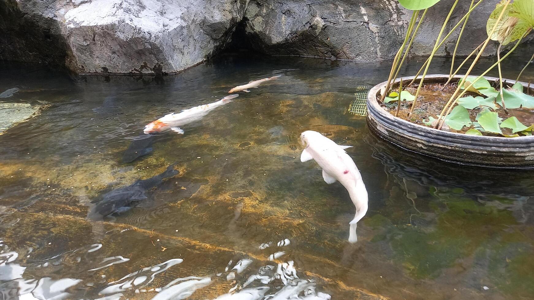 peixes koi na lagoa foto