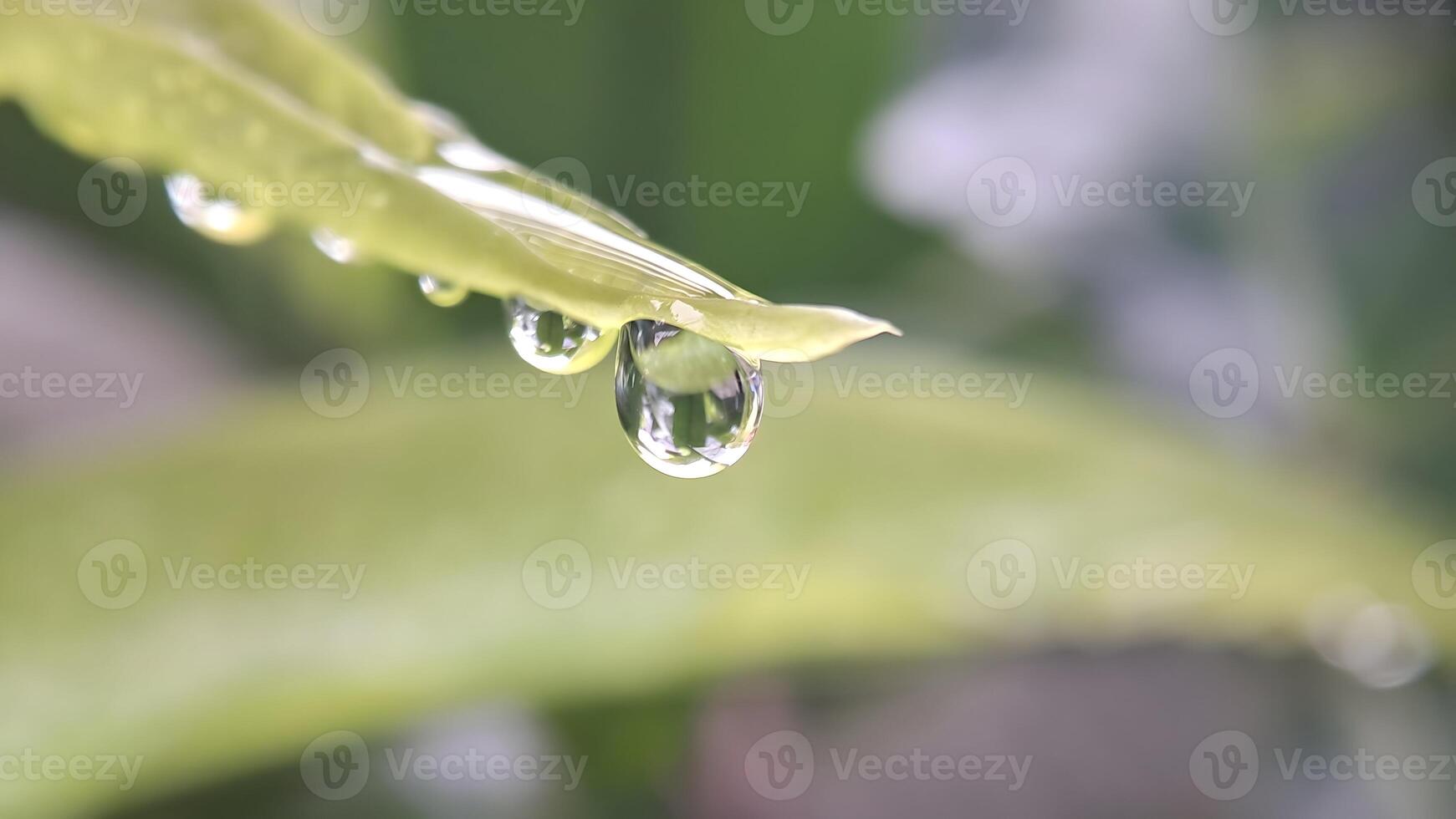 água gotas em a tops do a folhas foto