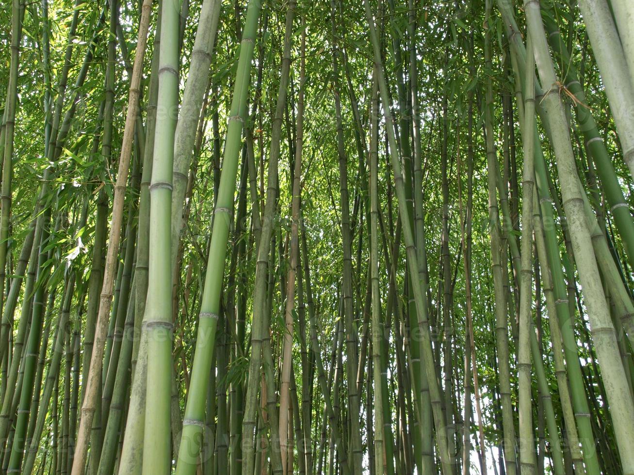 bambu árvore bambusoideae foto