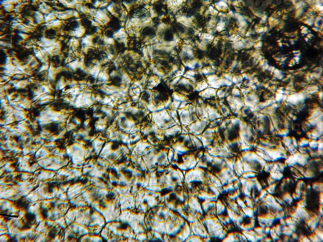 micrografia de células de abobrinha foto