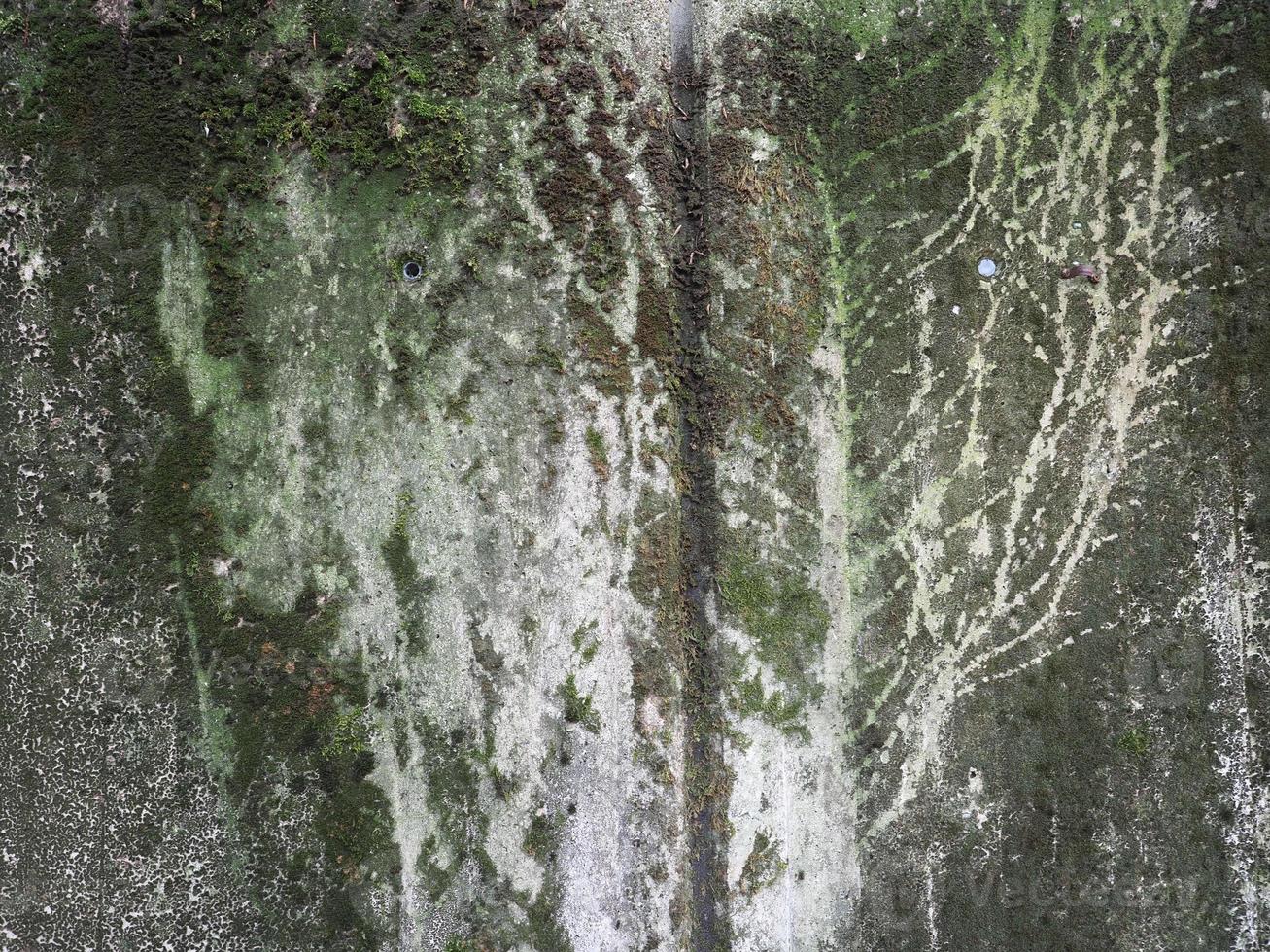 textura de concreto cinza com fundo verde musgo foto