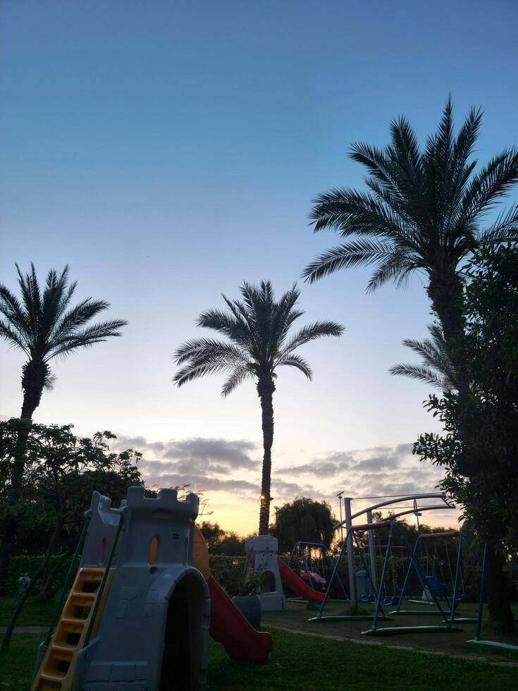 Palma árvore às a pôr do sol dentro uma parque Parque infantil foto