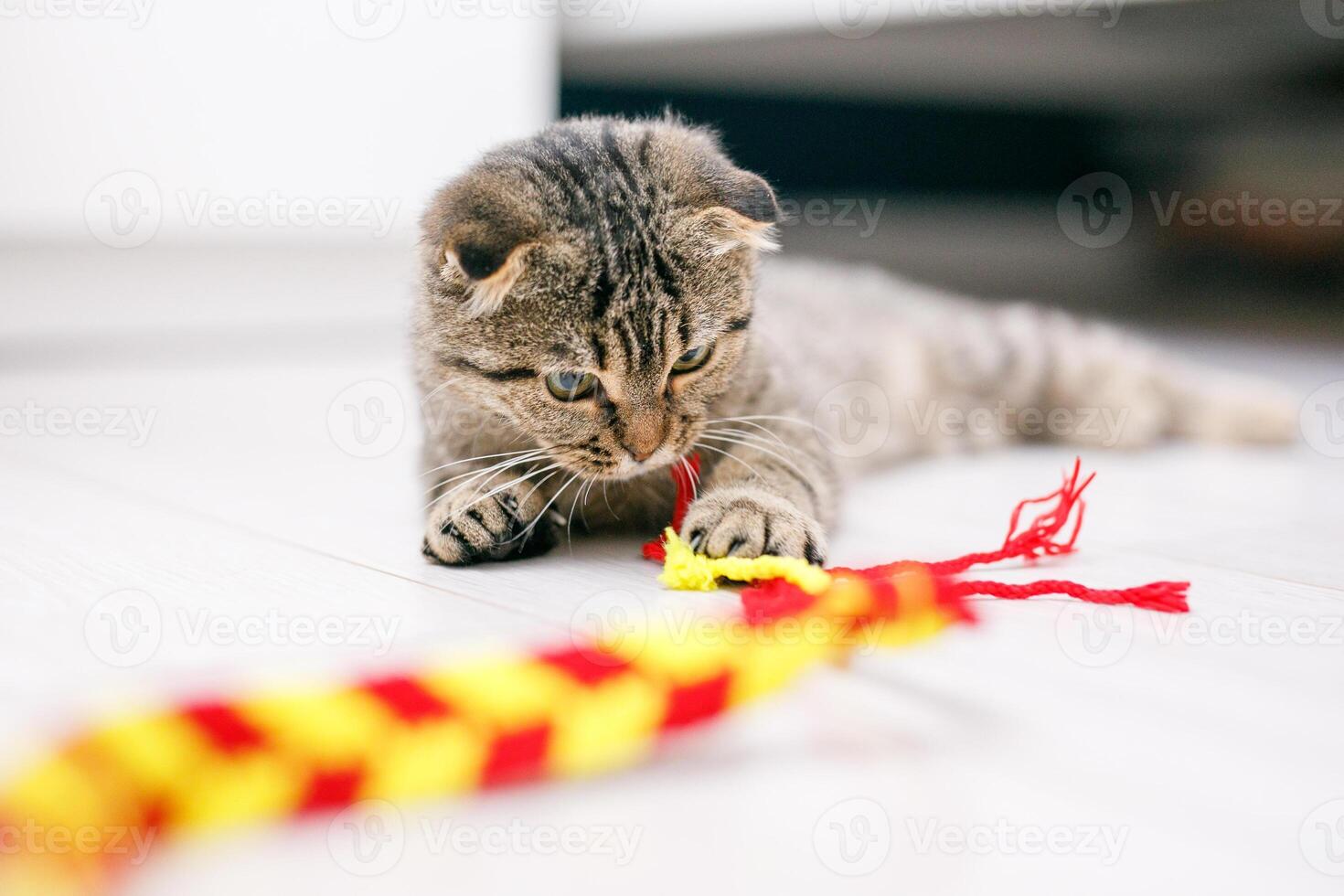 uma escocês orelhas caídas gato tocam com fitas em uma luz colorida madeira chão foto