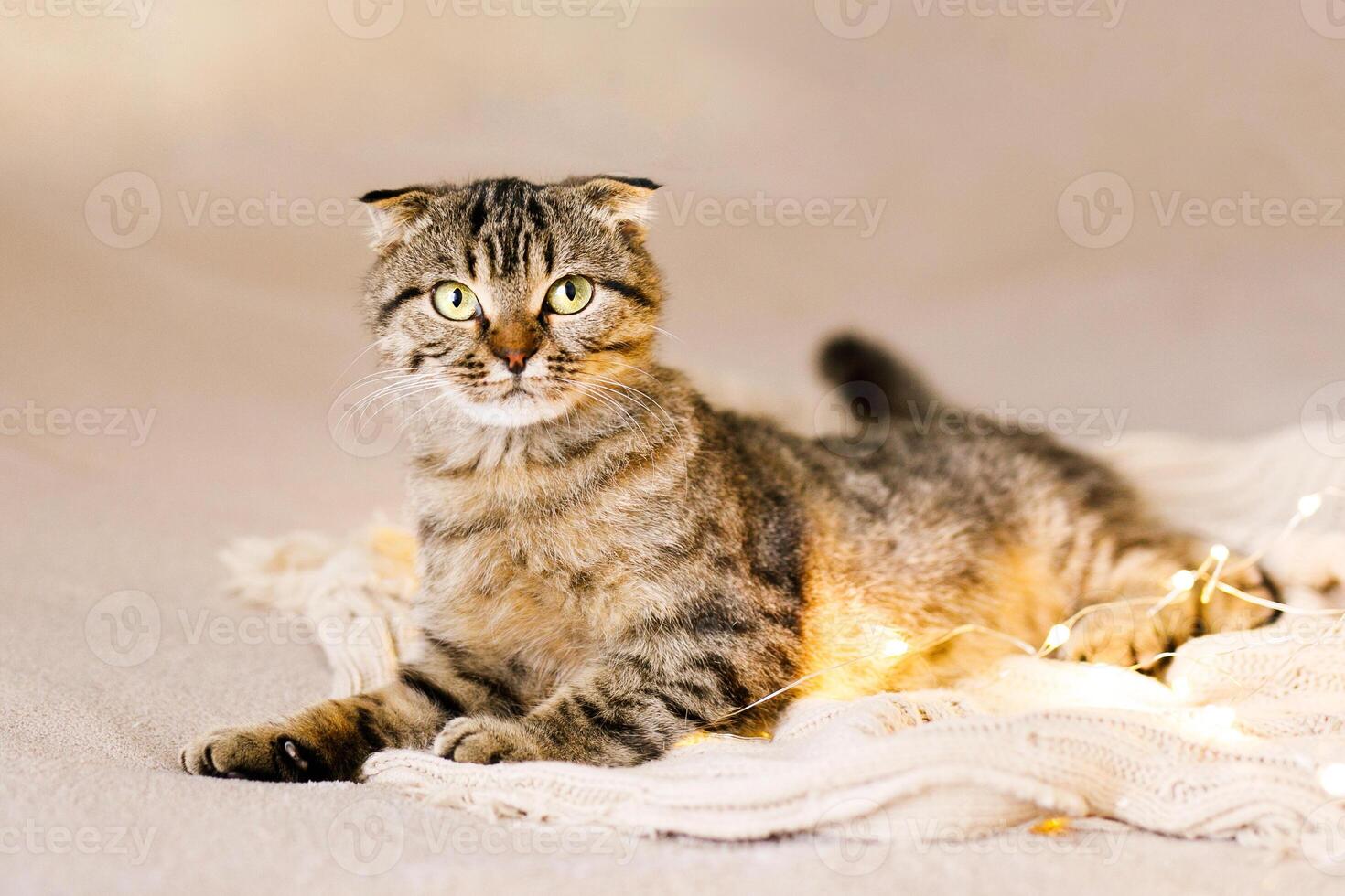 escocês orelhas caídas gato gatinho deitado em uma grande cama em uma tricotado branco cobertor entre Natal luzes foto