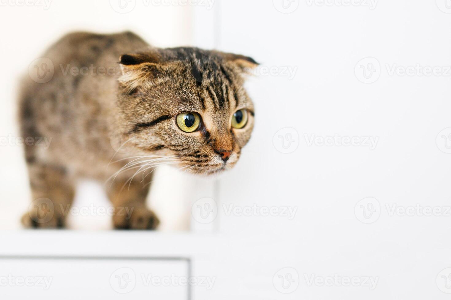 uma escocês orelhas caídas gatinho senta em ampla branco prateleira, olhando Fora para alguma coisa com predatório olhos foto