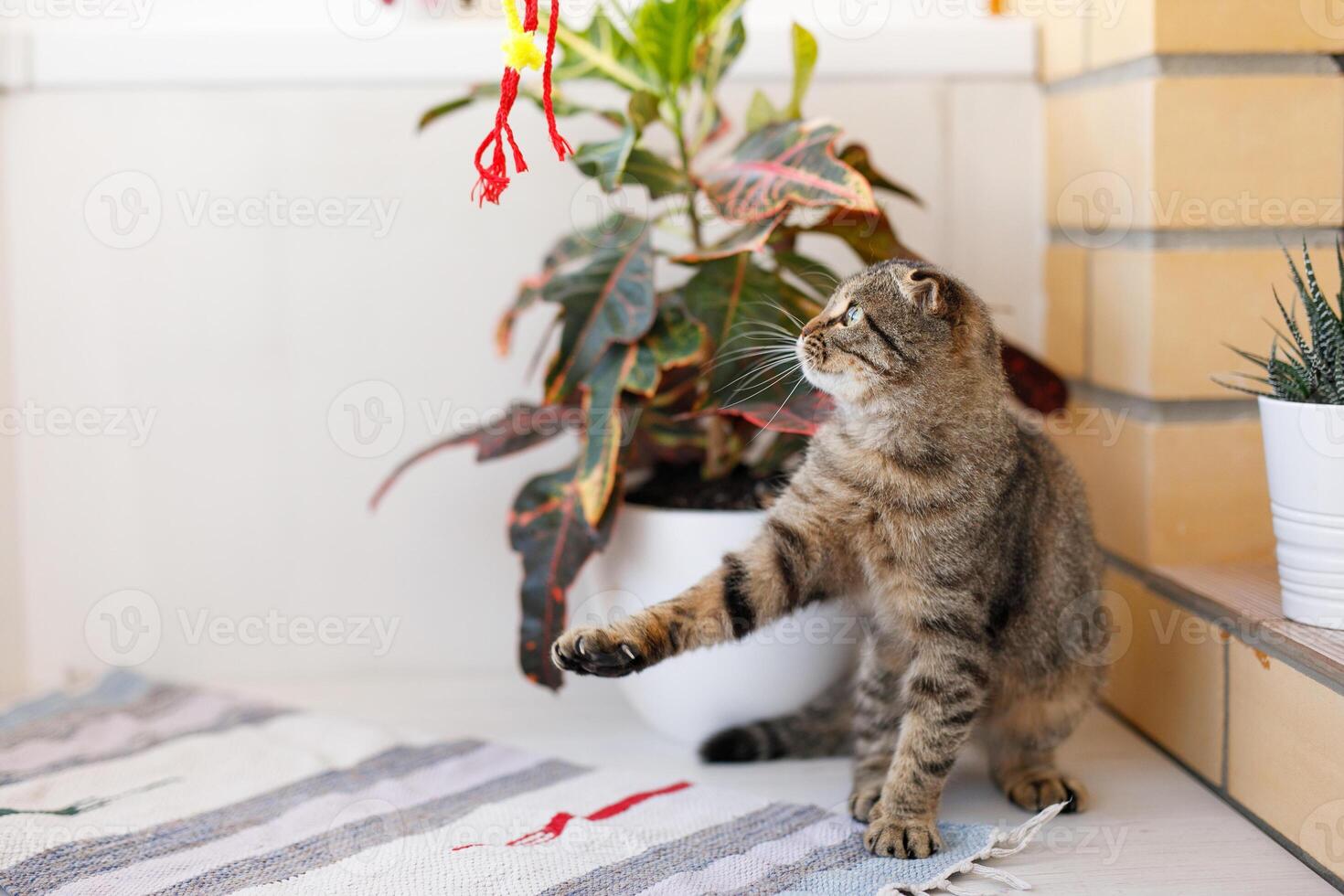 uma escocês orelhas caídas gato gatinho tocam, saltos em diferente superfícies e tem Diversão foto