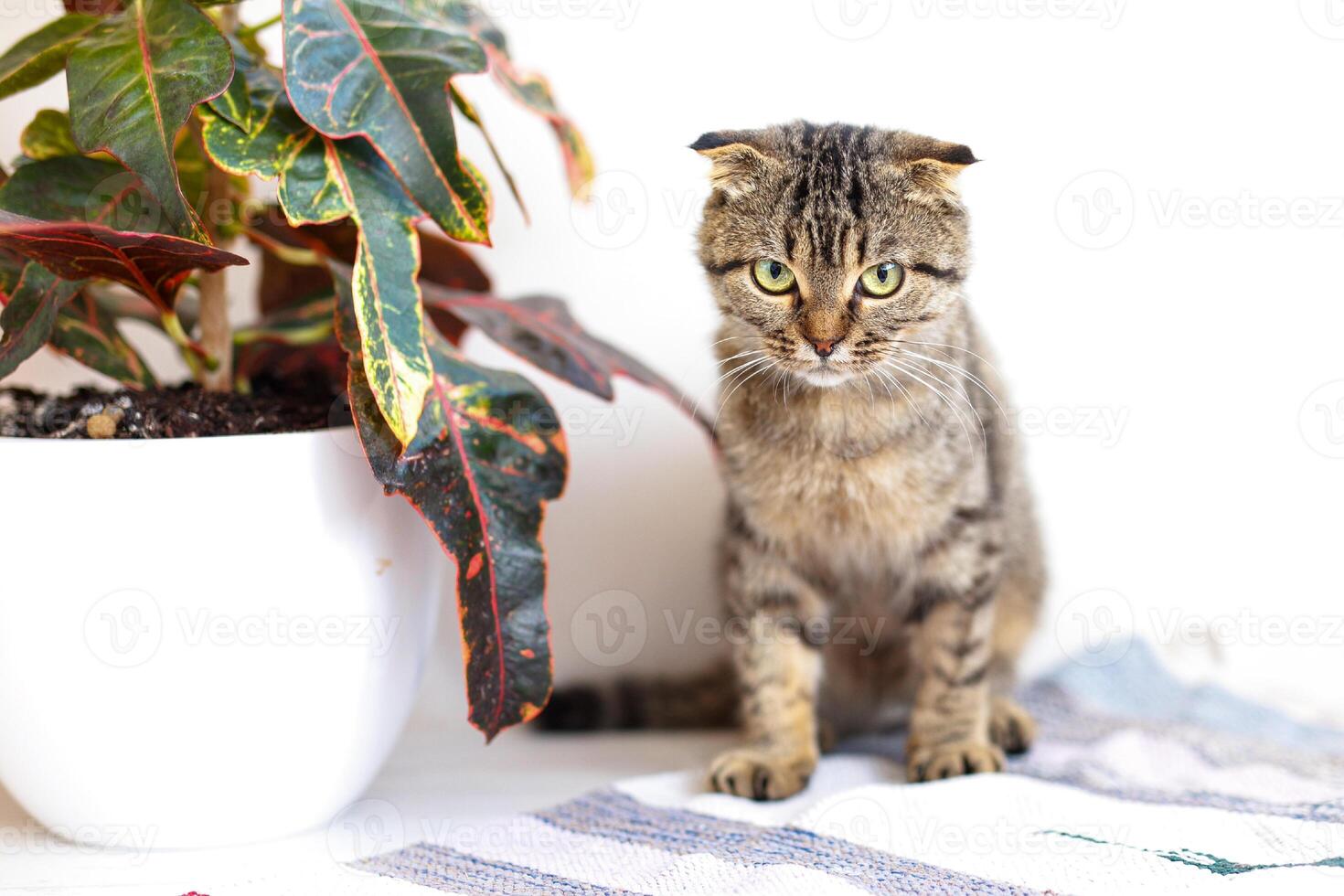 uma escocês orelhas caídas gato gatinho tocam, saltos em diferente superfícies e tem Diversão perto casa plantar foto