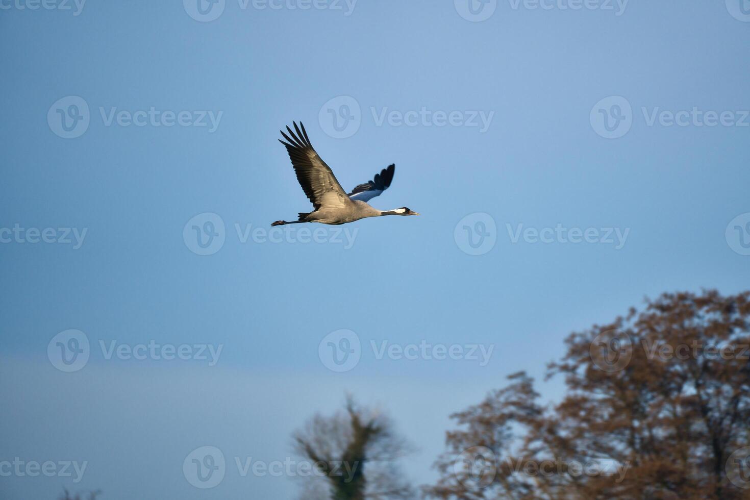 guindastes mosca dentro a azul céu dentro frente do árvores migratório pássaros em a querido. animais selvagens foto