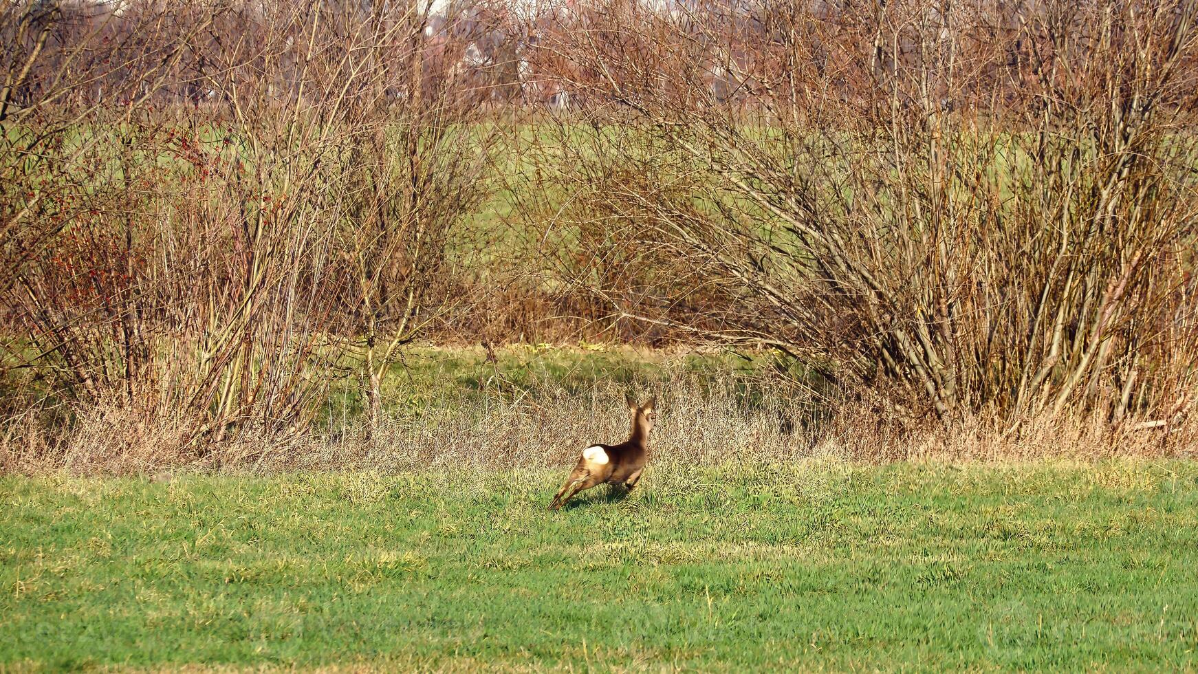 veado em a corre dentro uma Prado. pulando sobre a verde grama. animal foto