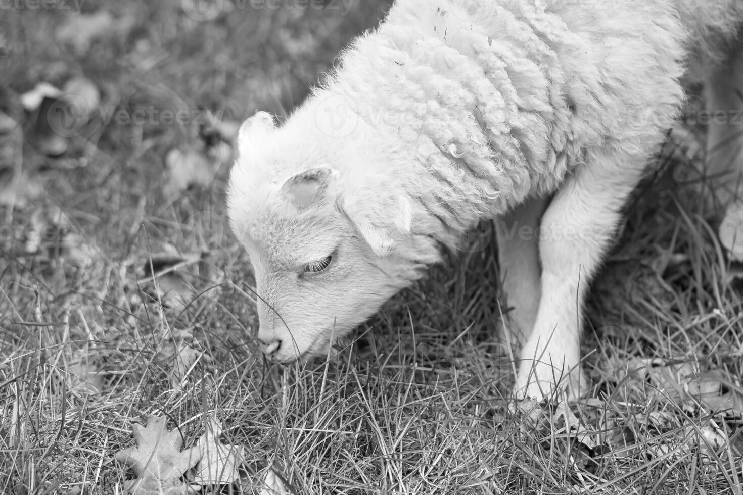 Páscoa Cordeiro comendo em uma verde Prado dentro Preto e branco. branco lã em Fazenda animal foto