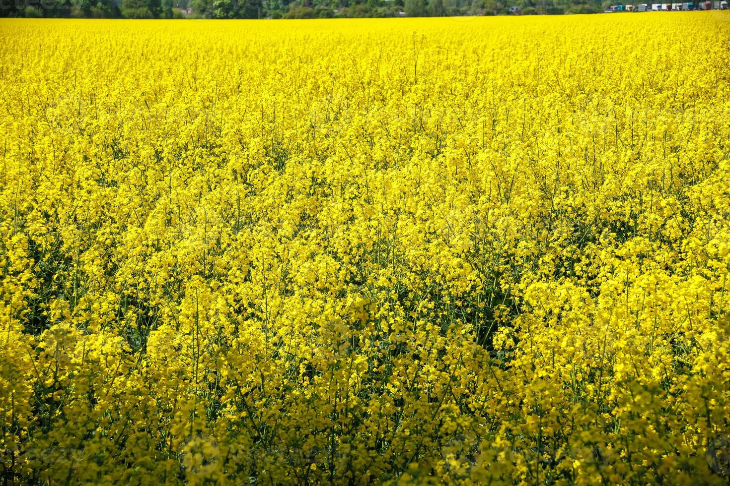 campo do lindo primavera dourado flor do colza com azul céu, canola colza dentro latim brassica napus, colza é plantar para verde indústria foto