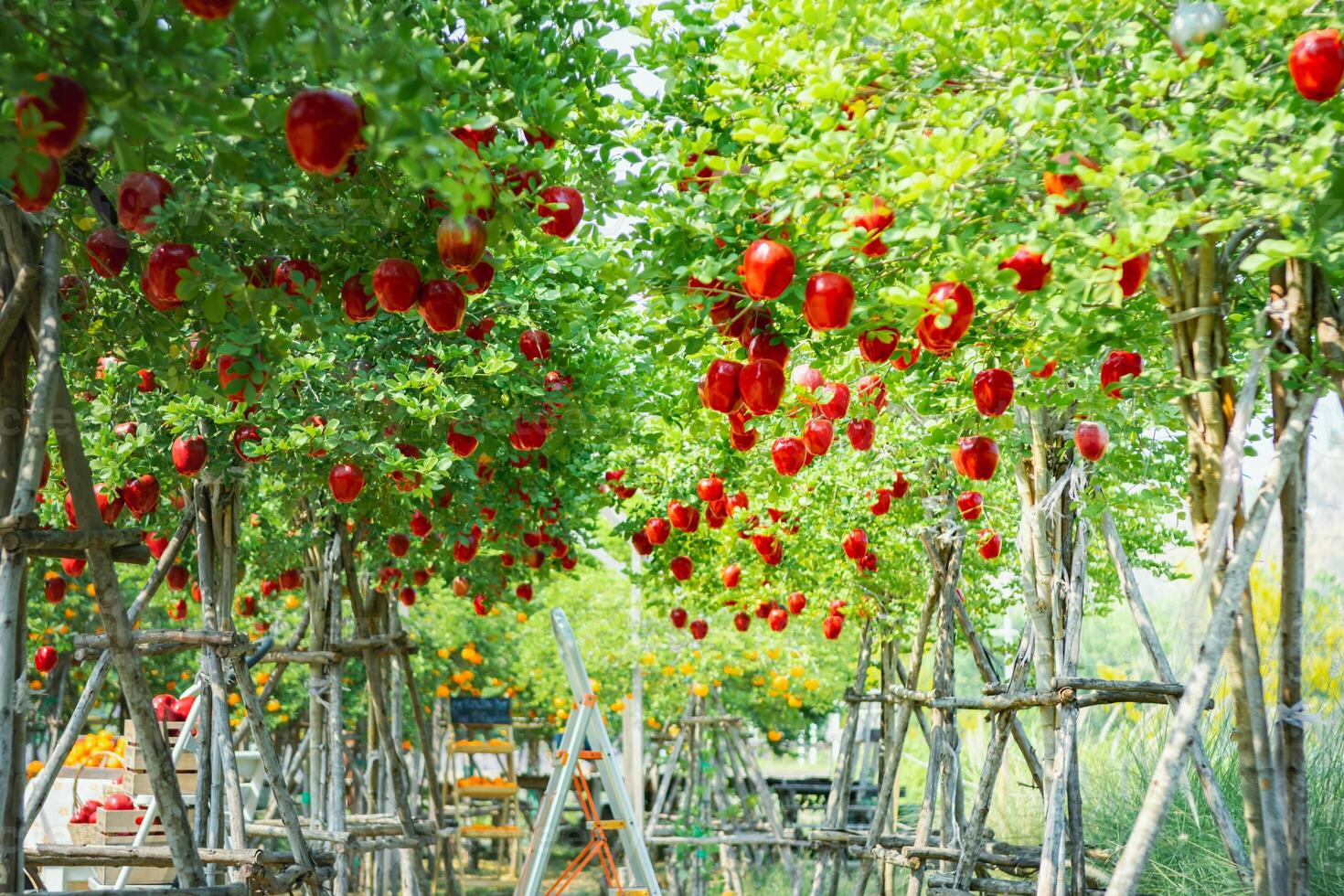 jardineiro conceito do fruta do a maçã Pomar foto