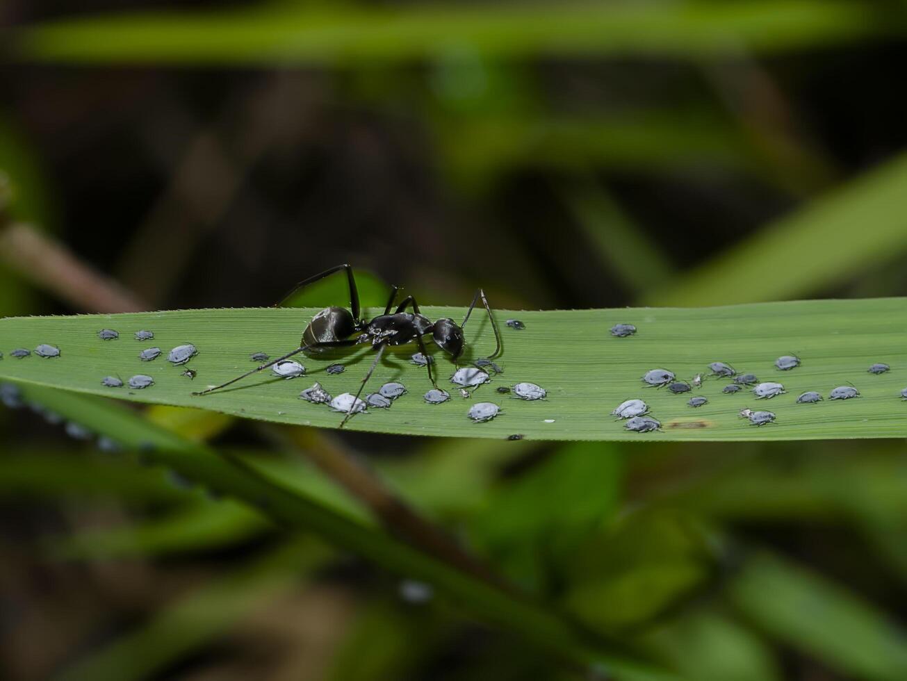 formiga estão carinhoso para a larvas do pulgões. foto