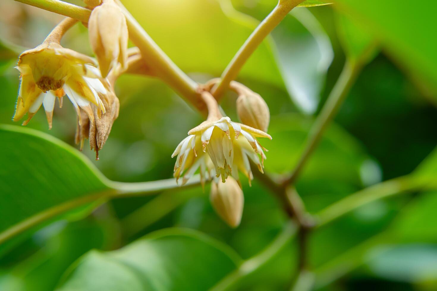 fechar acima espanhol cereja plantar. foto