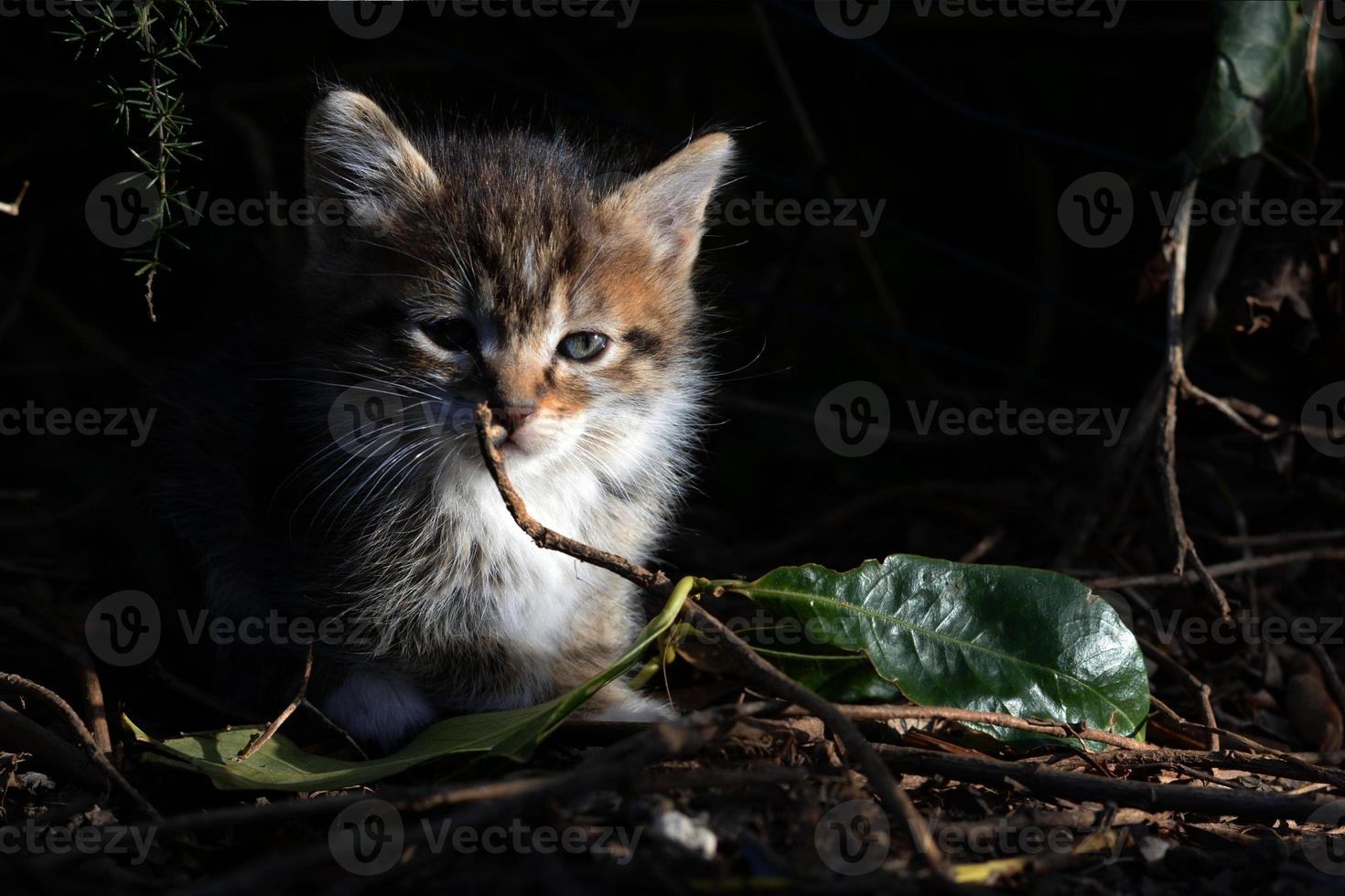 gatinho malhado. gatinho malhado com olhos azuis olhando curiosamente. animal de estimação adorável. animal bebê bonito. foto