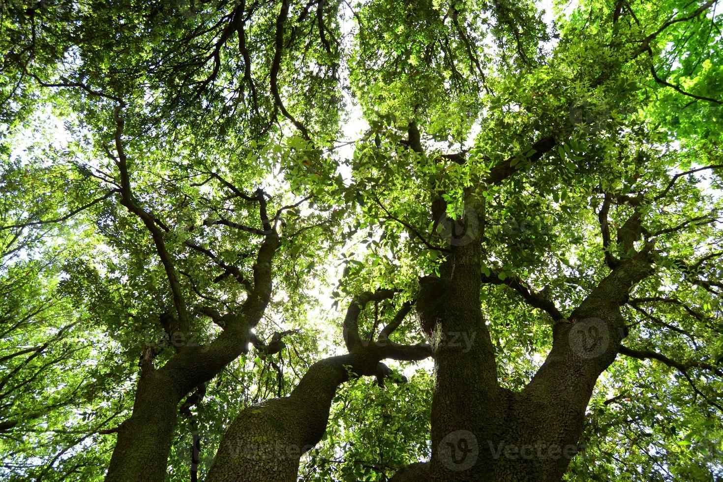 panorama da floresta com raios de sol foto