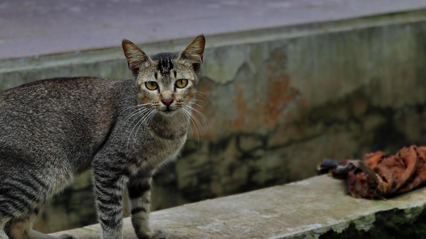 gatos vadios comendo na rua. um grupo de gatos de rua sem-teto e famintos comendo comida dada por voluntários. alimentando um grupo de gatos selvagens vadios, proteção animal e conceito de adoção foto