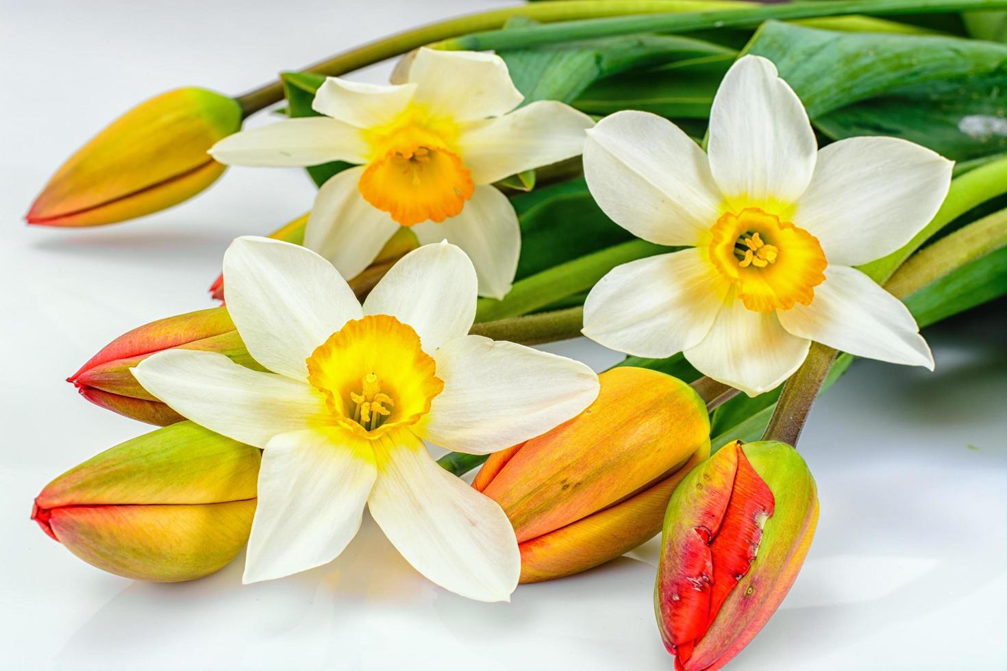 lindas flores da primavera, tulipas e narcisos em fundo branco foto